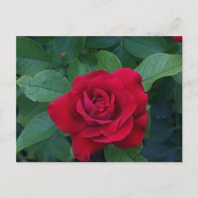 Red Rose Up Close Holiday Postcard (Front)
