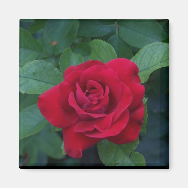 Red Rose Up Close Magnet (Front)