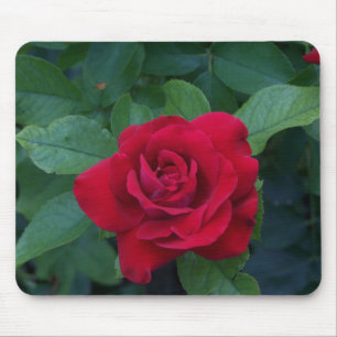 Red Rose Up Close Mouse Mat