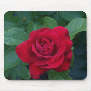 Red Rose Up Close Mouse Mat