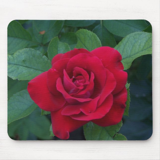 Red Rose Up Close Mouse Mat (Front)