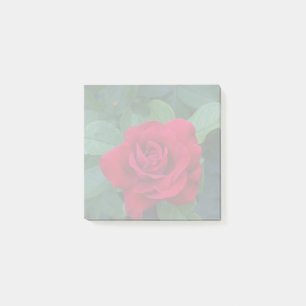 Red Rose Up Close Post-it Notes