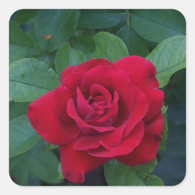 Red Rose Up Close Square Sticker (Front)