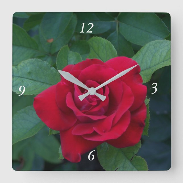 Red Rose Up Close Square Wall Clock (Front)