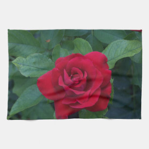 Red Rose Up Close Tea Towel