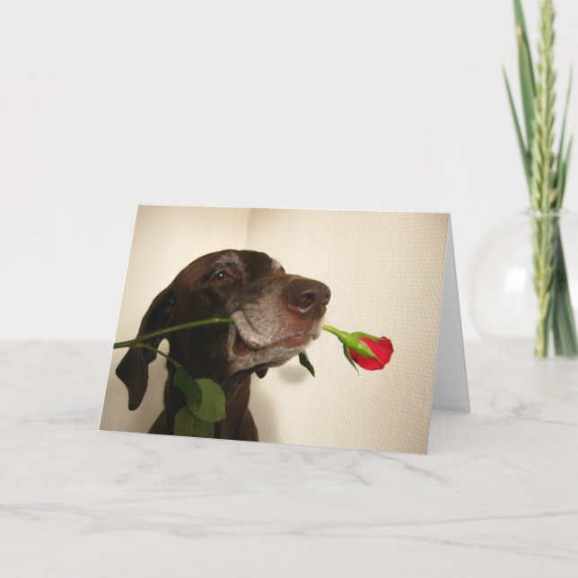 red rose valentine's pointer holiday card (Front)