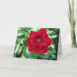 Red Rose & Varigated Hostas Card