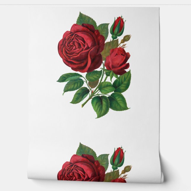 Red rose wallpaper (Unrolling)