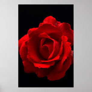 Red Rose wapcna Poster