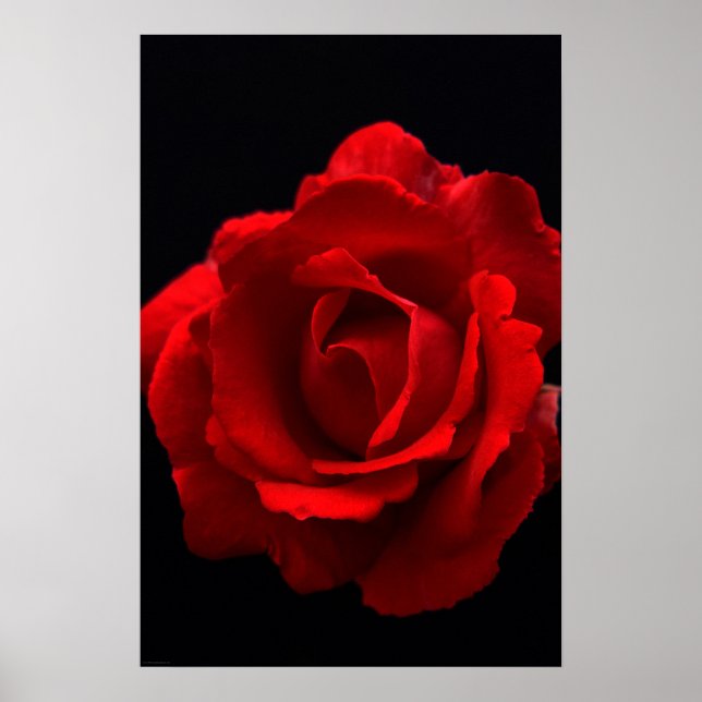 Red Rose wapm Poster (Front)