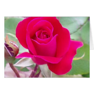 Red rose, West Lafayette, Indiana