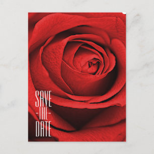 Red Rose White (Any Colour) Glam Save the Date Announcement Postcard