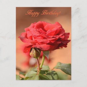 Red Rose with Bud Happy Birthday Postcard
