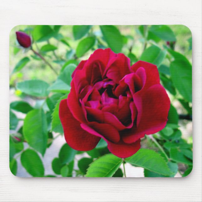 Red Rose with Bud Mouse Mat (Front)