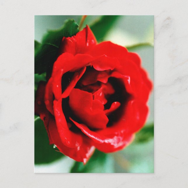 Red Rose with Dew Drops Postcard (Front)