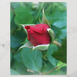 red rosebud