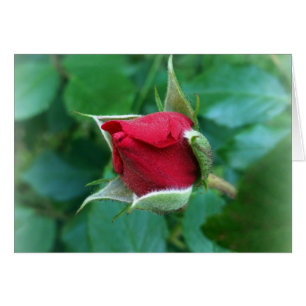 red rosebud