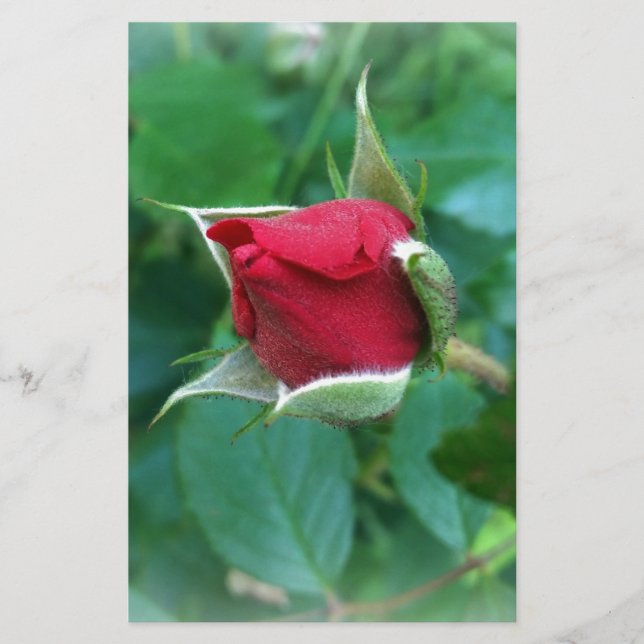 red rosebud (Front)