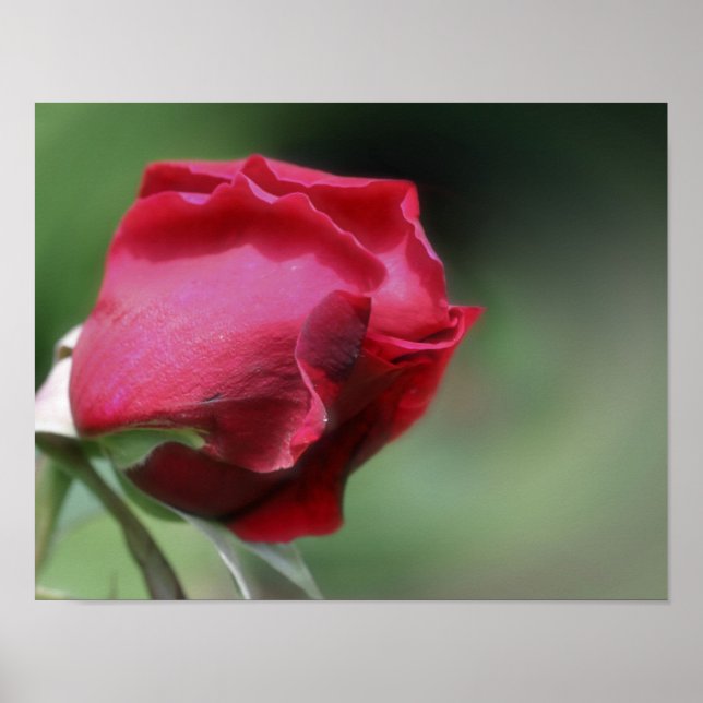 Red Rosebud Bending  Poster (Front)