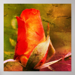 Red Rosebud Close Up Abstract Grunge Poster