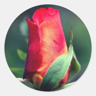 Red Rosebud Flower Classic Round Sticker