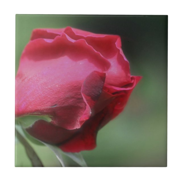 Red Rosebud Flower Nature Tile (Front)