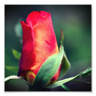Red Rosebud Flower With Yellow Highlights 8x8 Photo Print