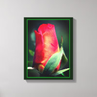 Red Rosebud Flower With Yellow Highlights