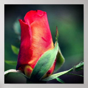Red Rosebud Flower With Yellow Highlights Close Up Poster