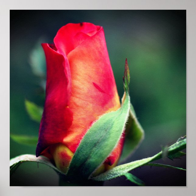 Red Rosebud Flower With Yellow Highlights Close Up Poster (Front)