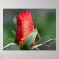 Red Rosebud Flower With Yellow Highlights