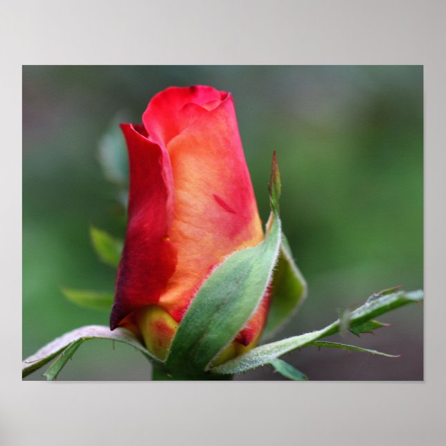 Red Rosebud Flower With Yellow Highlights Poster (Front)