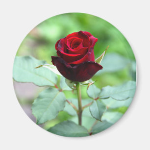 Red Rosebud Magnet