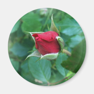 red rosebud magnet