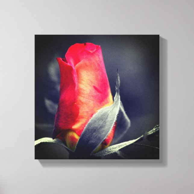 Red Rosebud Partial Colour Canvas Print (Front)