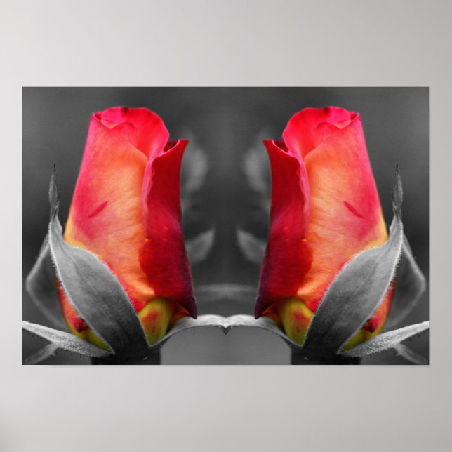 Red Rosebud Partial Colour Mirror Abstract Poster (Front)