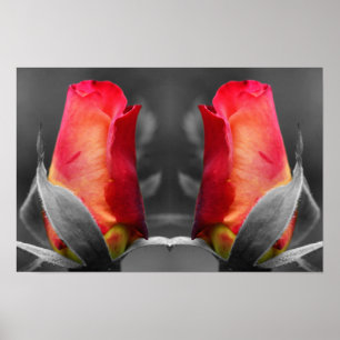 Red Rosebud Partial Colour Mirror Flower Art Poster