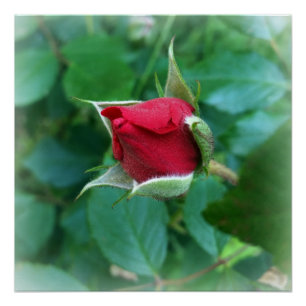 red rosebud poster