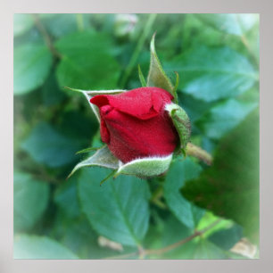 red rosebud poster