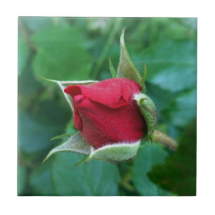 red rosebud tile