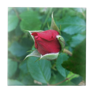 red rosebud tile