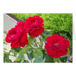 Red Roses