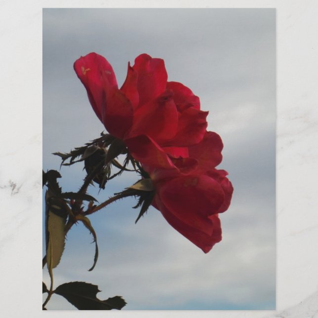 Red Roses Against a Bright Blue Sky (Front)
