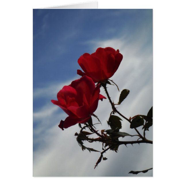 Red Roses Against a Bright Blue Sky (Front)