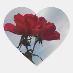 Red Roses Against a Bright Blue Sky Heart Sticker