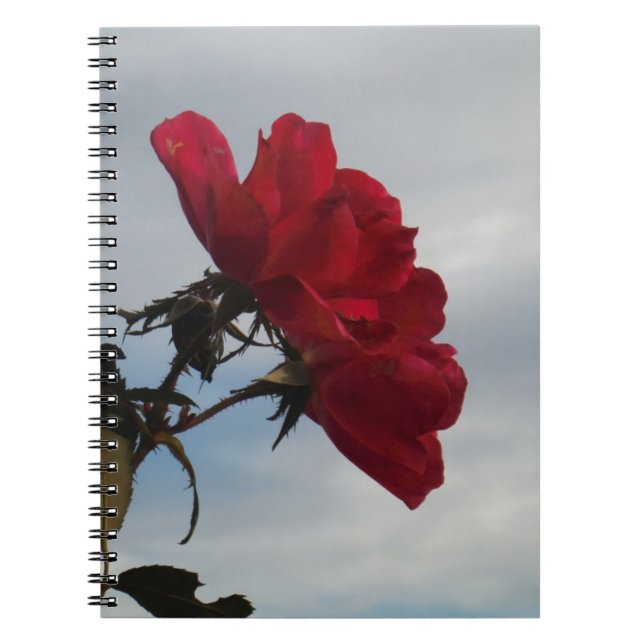 Red Roses Against a Bright Blue Sky Notebook (Front)