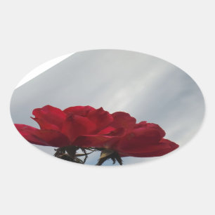 Red Roses Against a Bright Blue Sky Oval Sticker