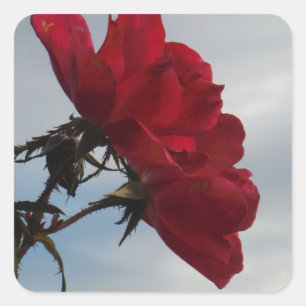 Red Roses Against a Bright Blue Sky Square Sticker
