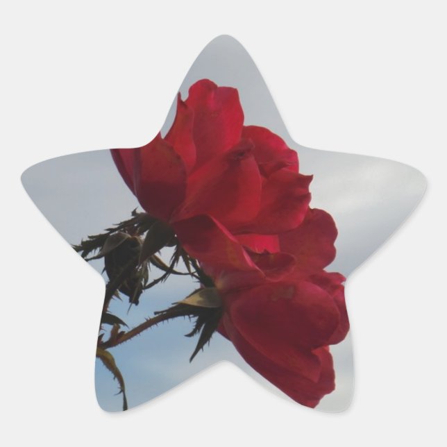 Red Roses Against a Bright Blue Sky Star Sticker (Front)