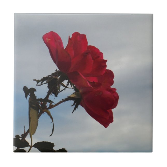 Red Roses Against a Bright Blue Sky Tile (Front)